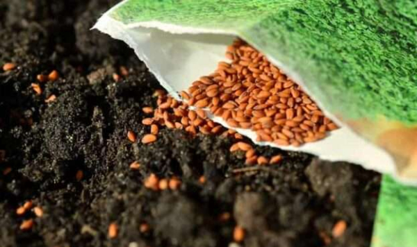 Постраждалі від війни домогосподарства безкоштовно отримають насіння овочів для весняної посівної0