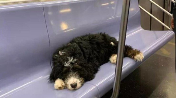 У Київраді підтримали петицію про дозвіл перевезення собак в метро0