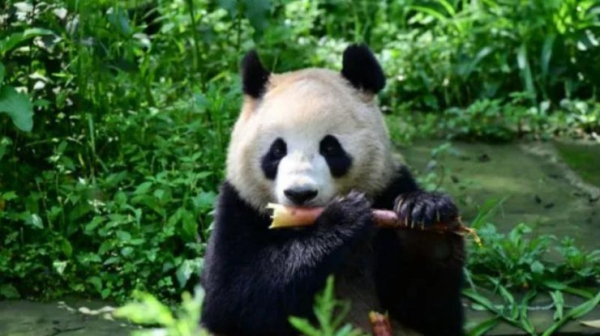 Китай вперше за 20 років відправив до США двох панд0