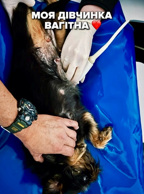 «Я стану дідусем!»: відомий шеф-кухар приголомшив новиною2