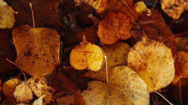 20 жовтня: яке церковне свято, чому солити капусту потрібно саме цього дня0