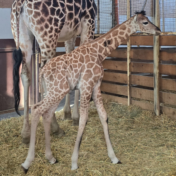 В одеському зоопарку народилася перша в Україні жирафа-дівчинка (фото)1
