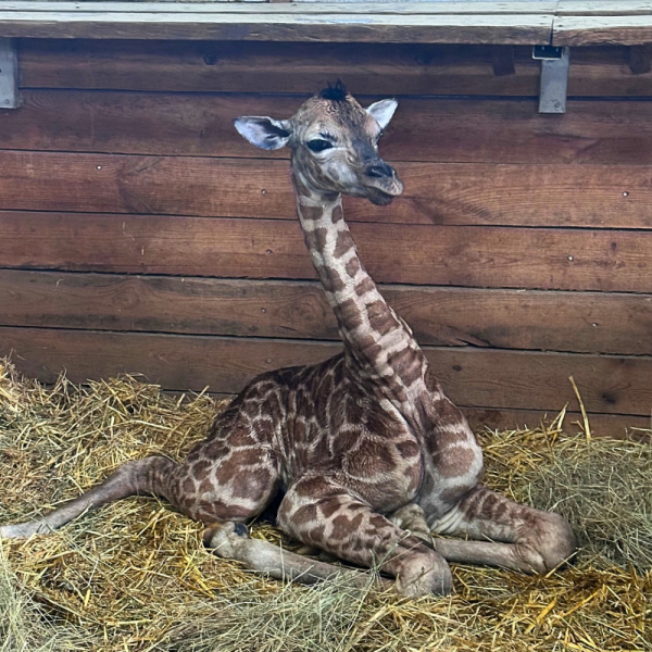 В одеському зоопарку народилася перша в Україні жирафа-дівчинка (фото)4