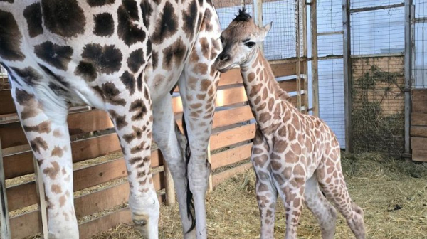 В одеському зоопарку народилася перша в Україні жирафа-дівчинка (фото)0