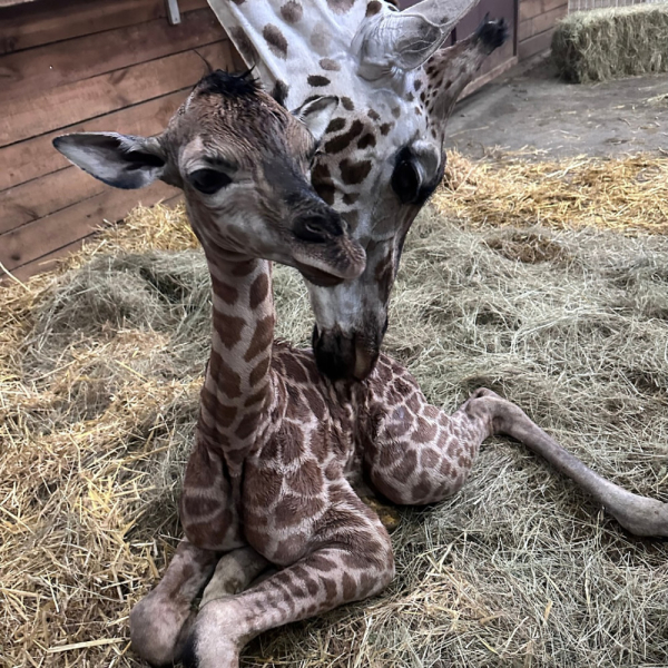 В одеському зоопарку народилася перша в Україні жирафа-дівчинка (фото)3