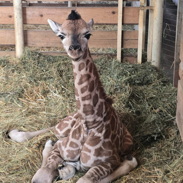 В одеському зоопарку народилася перша в Україні жирафа-дівчинка (фото)2