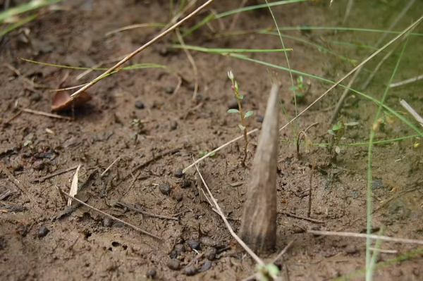 У джунглях Амазонки вперше сфотографували дике ізольоване плем'я масако2
