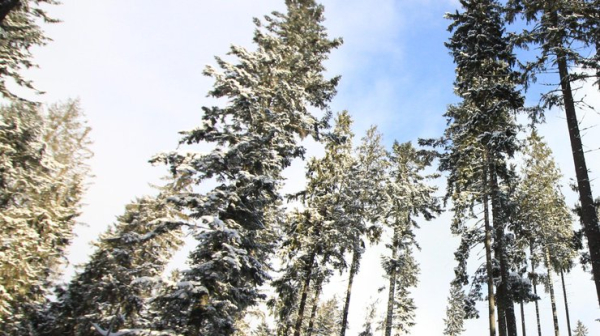 17 січня: яке свято, головні прикмети та заборони0