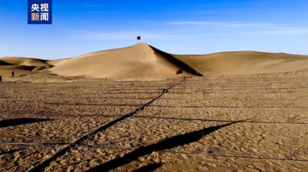 Китайці висадили 3000 км лісів і оточили ними пустелю1