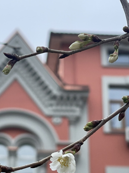 У Києві взимку розцвіли сакури2