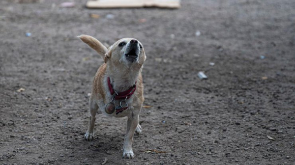 У Стамбулі бродячий собака приніс своє вмираюче цуценя до ветеринара - відео0
