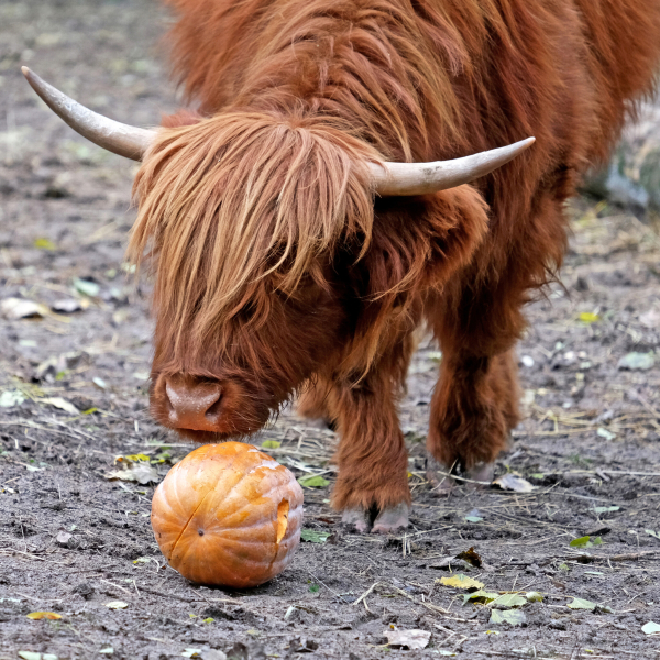 Цими вихідними в КиївЗоо пройде другий гарбузовий вікенд для мешканців копитного ряду (+фото)9