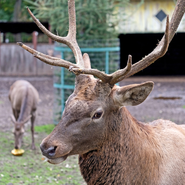 Цими вихідними в КиївЗоо пройде другий гарбузовий вікенд для мешканців копитного ряду (+фото)8