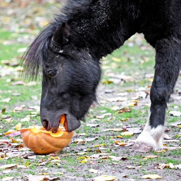 Цими вихідними в КиївЗоо пройде другий гарбузовий вікенд для мешканців копитного ряду (+фото)1