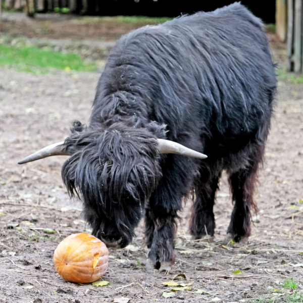 Цими вихідними в КиївЗоо пройде другий гарбузовий вікенд для мешканців копитного ряду (+фото)0