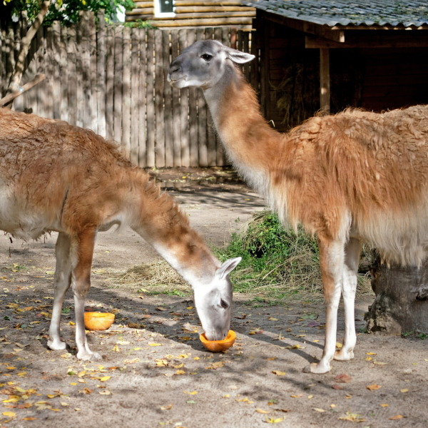 Цими вихідними в КиївЗоо пройде другий гарбузовий вікенд для мешканців копитного ряду (+фото)7