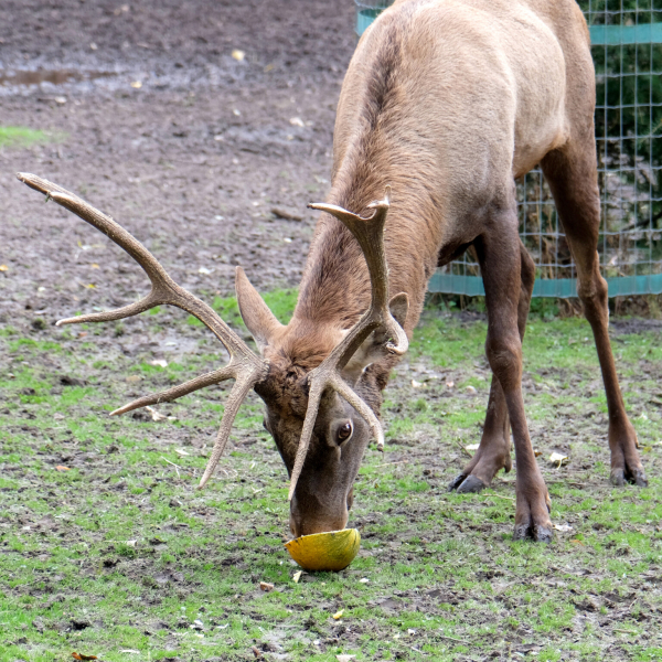 Цими вихідними в КиївЗоо пройде другий гарбузовий вікенд для мешканців копитного ряду (+фото)3