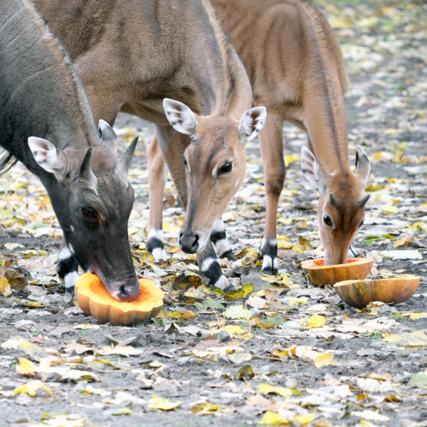 Цими вихідними в КиївЗоо пройде другий гарбузовий вікенд для мешканців копитного ряду (+фото)6