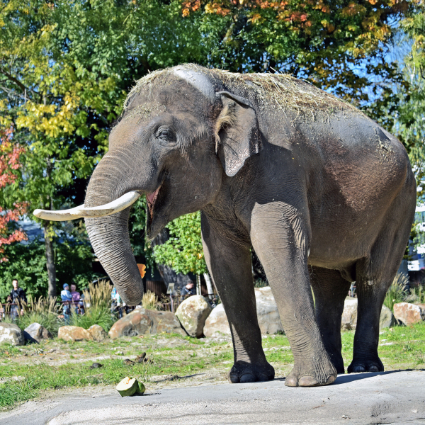 Фінальний гарбузовий вікенд у КиївЗоо: 25 та 26 жовтня показові годування влаштують для слона Хораса5