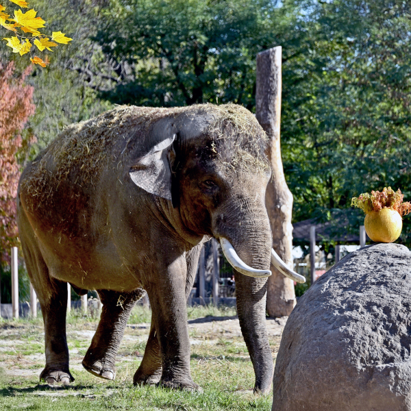 Фінальний гарбузовий вікенд у КиївЗоо: 25 та 26 жовтня показові годування влаштують для слона Хораса4