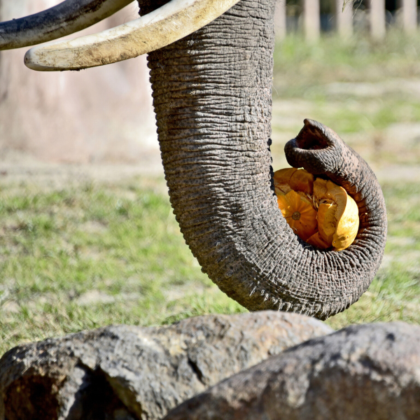 Фінальний гарбузовий вікенд у КиївЗоо: 25 та 26 жовтня показові годування влаштують для слона Хораса1