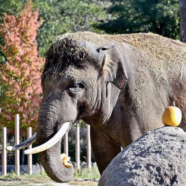 Фінальний гарбузовий вікенд у КиївЗоо: 25 та 26 жовтня показові годування влаштують для слона Хораса2