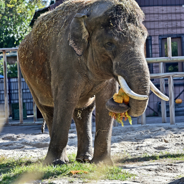 Фінальний гарбузовий вікенд у КиївЗоо: 25 та 26 жовтня показові годування влаштують для слона Хораса3