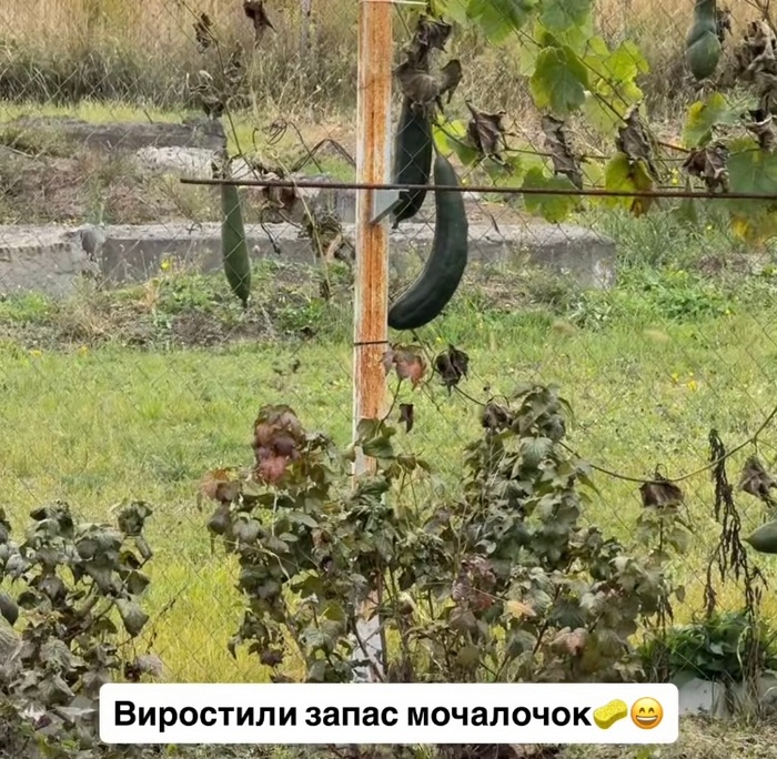 Виростили запас мочалок: популярна реперка вразила мережу2