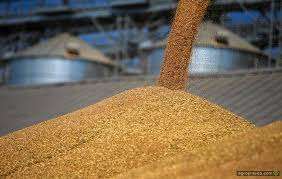 Станом на початок листопада в Україні було зібрано майже 43 млн тонн зерна, - Комітет з питань аграрної та земельної політики0