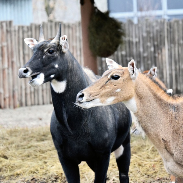 Яблучні частування у День святого Миколая: 6–7 грудня КиївЗоо влаштує показові частування копитних2