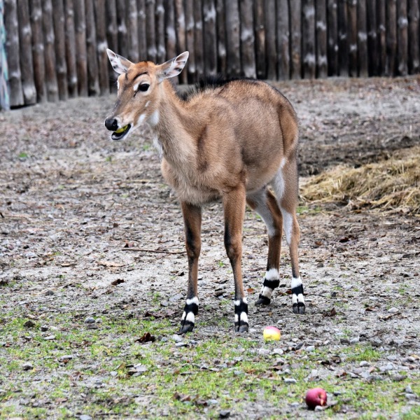 Яблучні частування у День святого Миколая: 6–7 грудня КиївЗоо влаштує показові частування копитних5