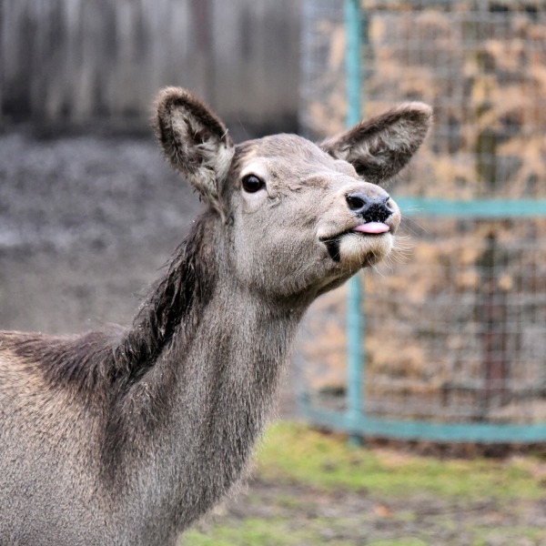 Яблучні частування у День святого Миколая: 6–7 грудня КиївЗоо влаштує показові частування копитних1