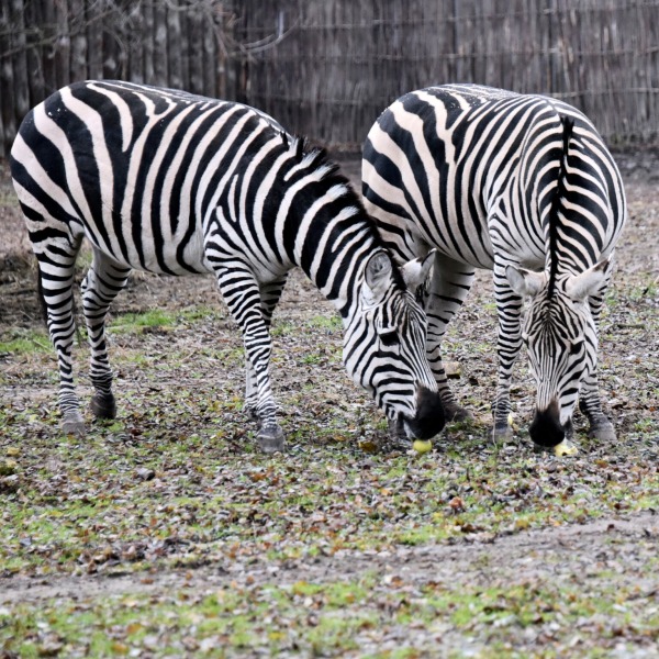 Яблучні частування у День святого Миколая: 6–7 грудня КиївЗоо влаштує показові частування копитних10
