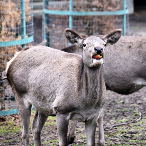 Яблучні частування у День святого Миколая: 6–7 грудня КиївЗоо влаштує показові частування копитних9