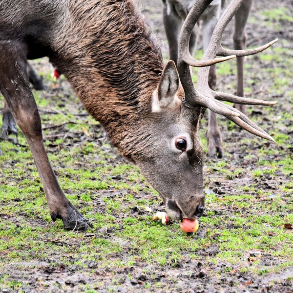 Яблучні частування у День святого Миколая: 6–7 грудня КиївЗоо влаштує показові частування копитних6