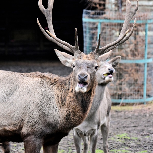 Яблучні частування у День святого Миколая: 6–7 грудня КиївЗоо влаштує показові частування копитних7