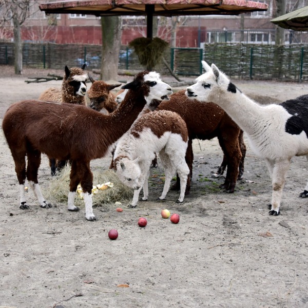 Яблучні частування у День святого Миколая: 6–7 грудня КиївЗоо влаштує показові частування копитних8