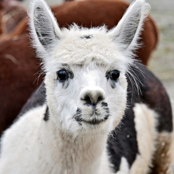 Яблучні частування у День святого Миколая: 6–7 грудня КиївЗоо влаштує показові частування копитних3