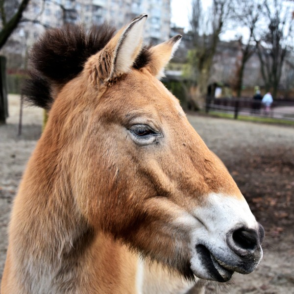 Яблучні частування у День святого Миколая: 6–7 грудня КиївЗоо влаштує показові частування копитних4