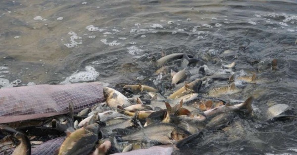 Змінено порядок надання державної підтримки рибним господарствам, - Комітет з питань аграрної та земельної політики0