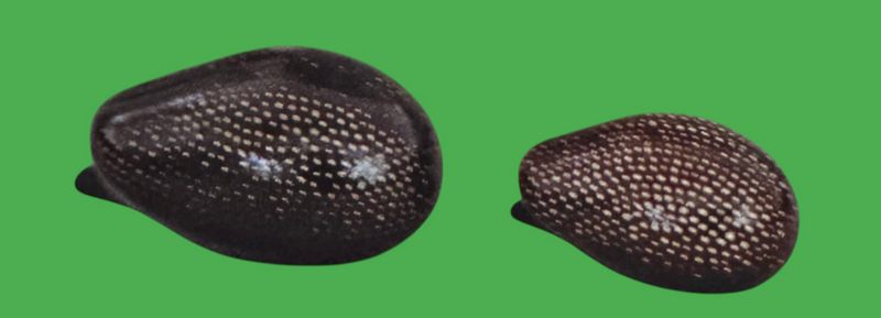 І. Сень. «Сім’я їжаків». Будянський фаянсовий завод. 19742